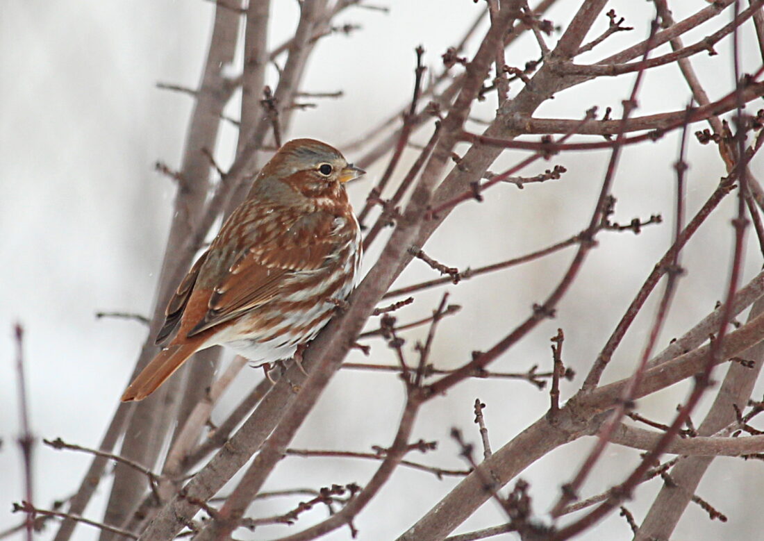 Back yard provides natural setting News, Sports, Jobs Observer Today